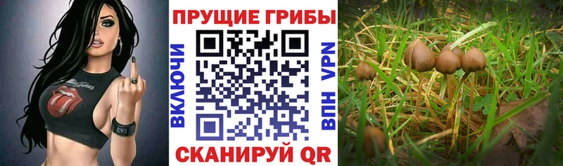Галлюциногенные грибы Magic Shrooms  Купить  Волчанск 